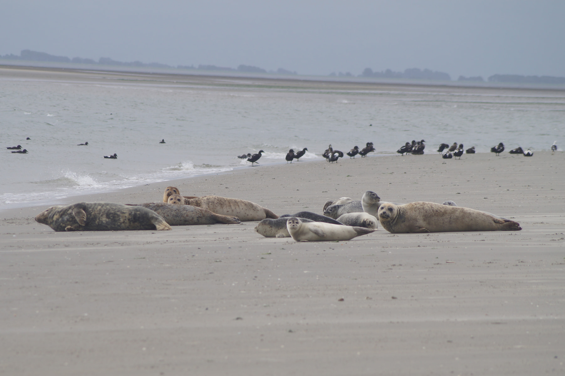 Zeehondentocht Engelsmanplaat header