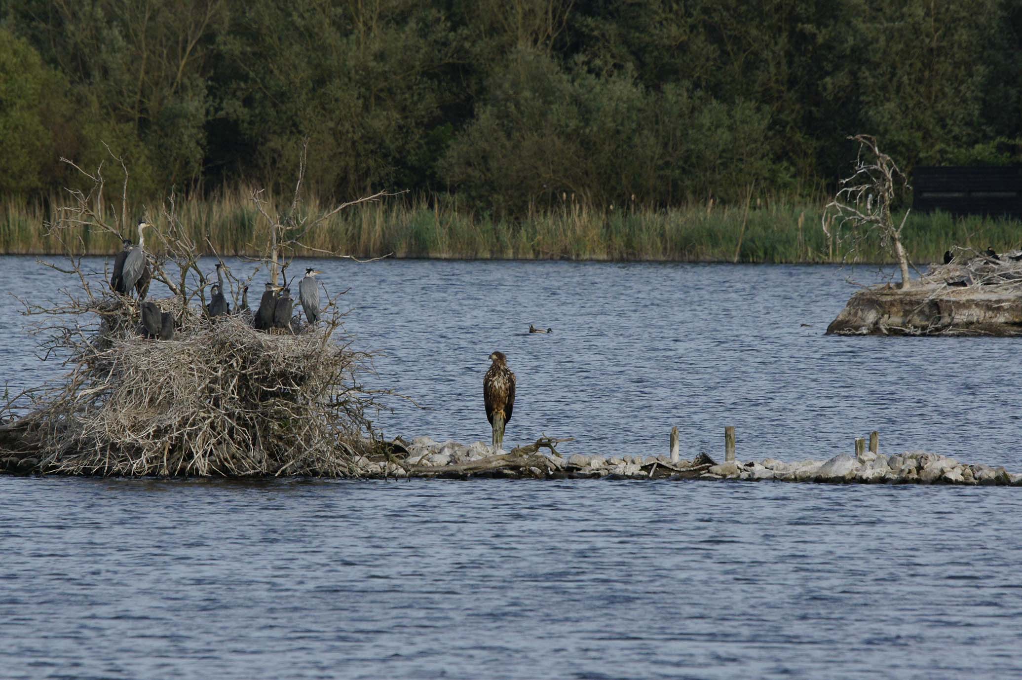 Excursie Lepelaarplassen header