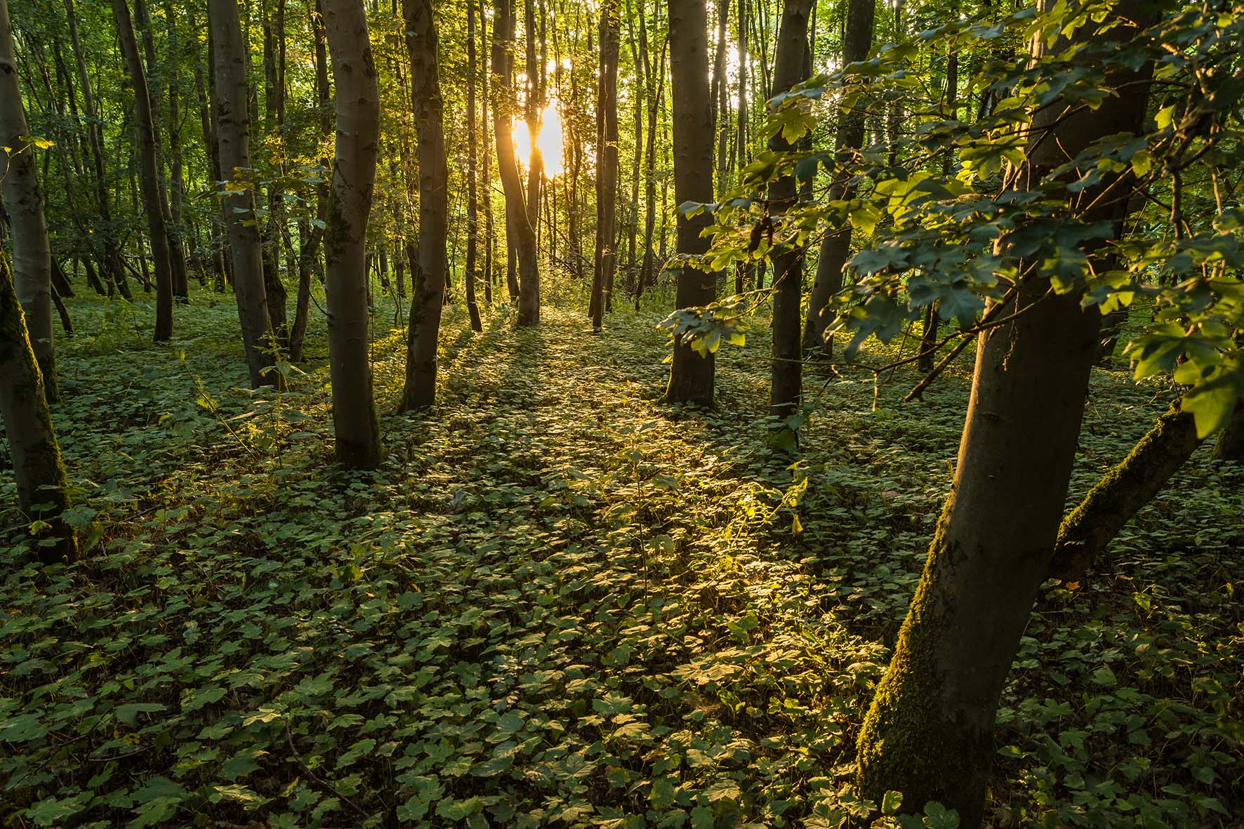 Herfst in het Knarbos header