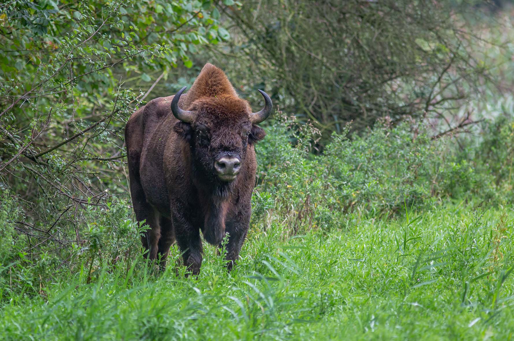 Nachtwandeling Natuurpark Lelystad header