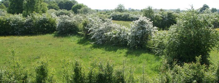 Mooyland - Landschapscafé met Hagenpreek door Dr Kenneth Rijsdijk header